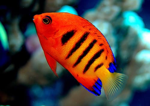 Flame Angelfish