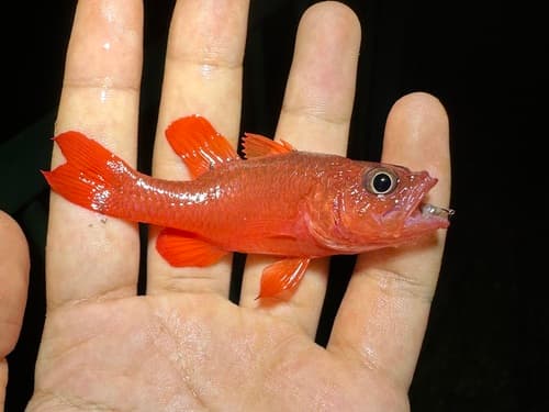 Flame Cardinalfish