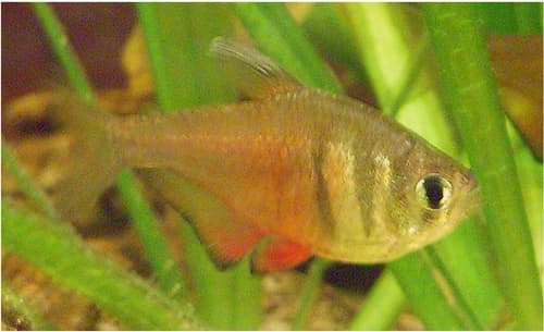 Flame Tetra