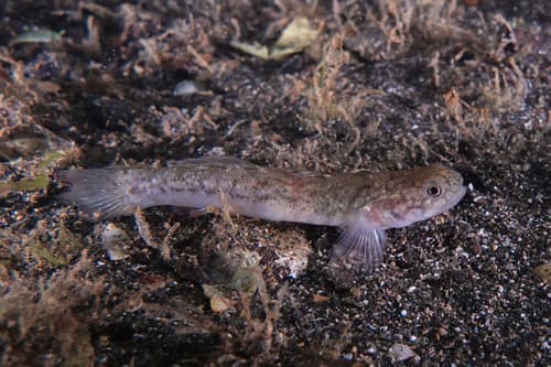 Flatback Mangrovegoby