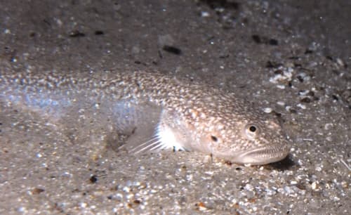 Flathead Sandfish