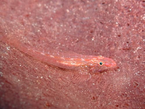 Flathead Spongegoby