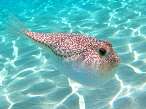 Flavimaculosus Puffer