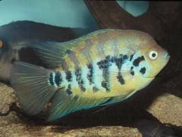 Flier Cichlid