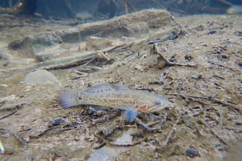 Flinders Ranges Mogurnda