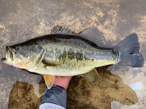 Florida Bass