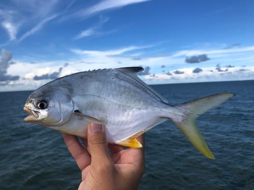 Florida Pompano