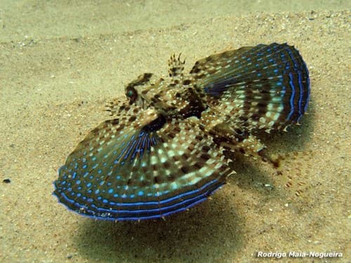 Flying Gurnard