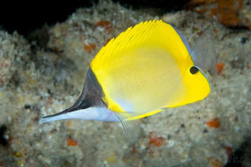 Forceps Butterflyfish