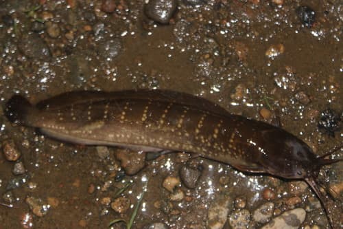 Forest walking catfish