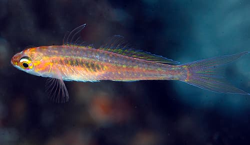 Forktail Pygmygoby