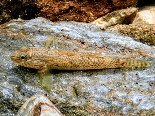 Formosan Brook Goby