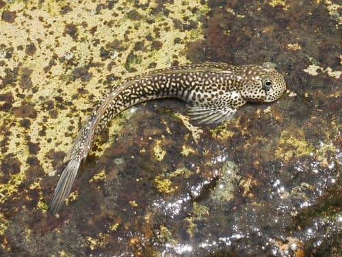 Four-fingered Lipsucker