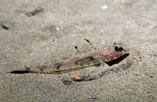 Four-spotted Goby
