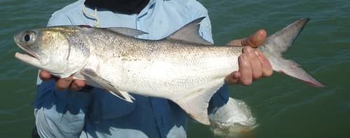Fourfinger Threadfin