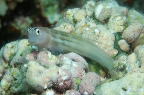 Fourline Blenny