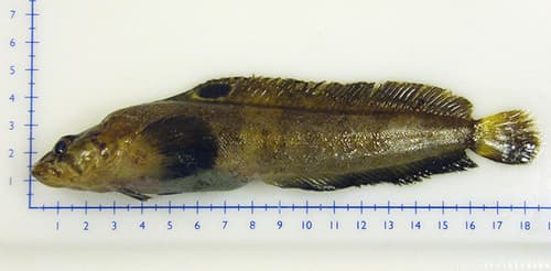 Fourline Snakeblenny