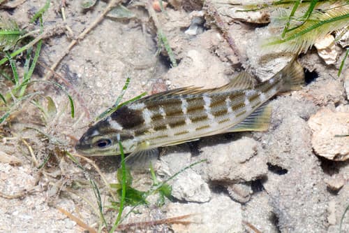 Fourline Striped Grunter