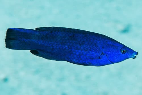 Fourline Wrasse