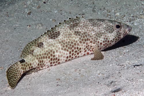 Foursaddle Grouper