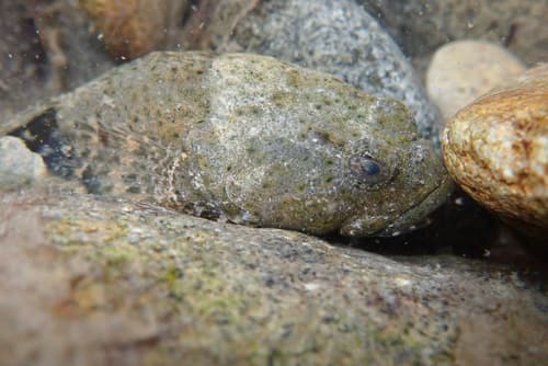 Fourspine Sculpin