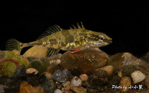 Fourspine Stickleback