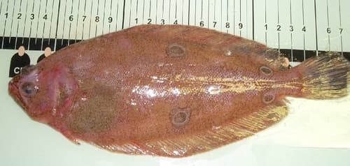 Fourspot Flounder