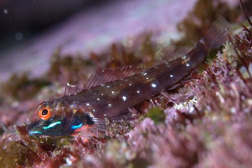 Fourspot Triplefin