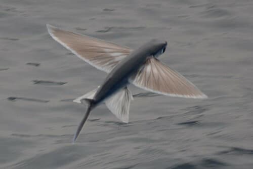 Fourwing Flyingfish