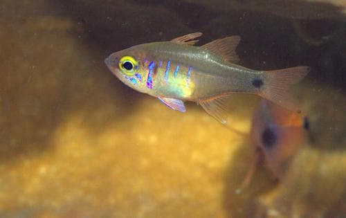 Fragile Cardinalfish