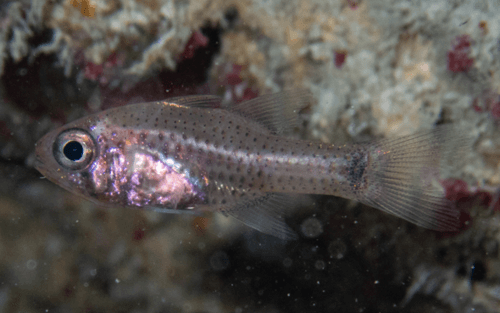 Freckled Cardinalfish