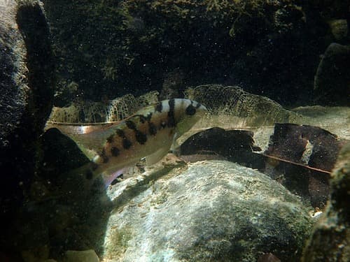 Freckled Cichlid