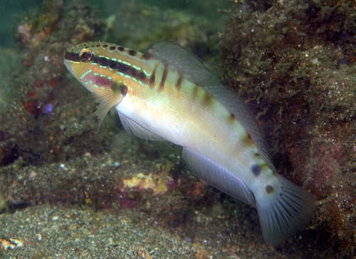 Freckled Goby