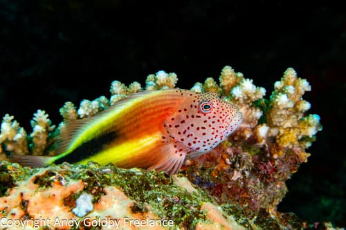 Freckled Hawkfish