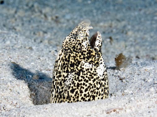 Freckled Snake Eel