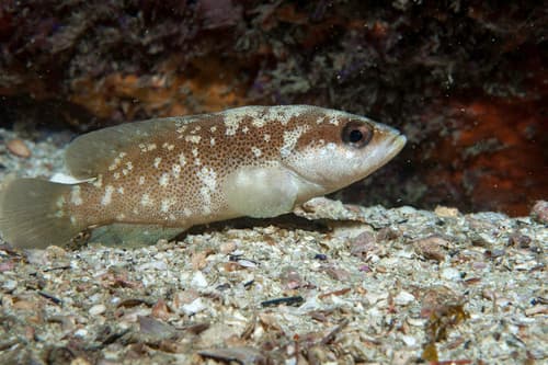 Freckled Soapfish