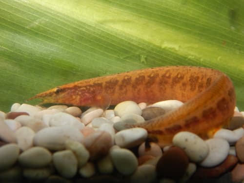 Frecklefin Spiny Eel