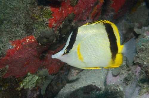 French Butterflyfish