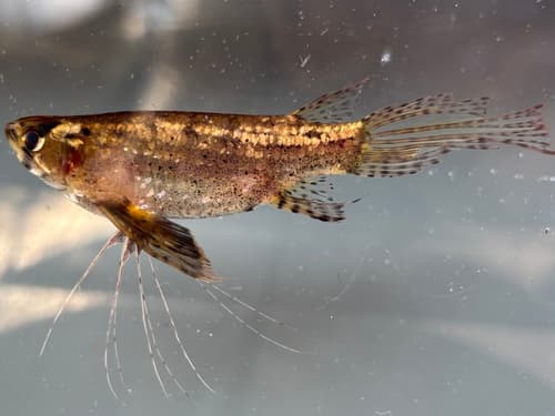 Freshwater Butterflyfish