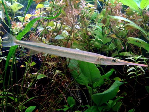 Freshwater Garfish