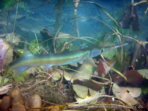 Freshwater Longtom