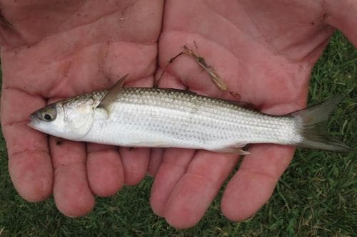 Freshwater Mullet