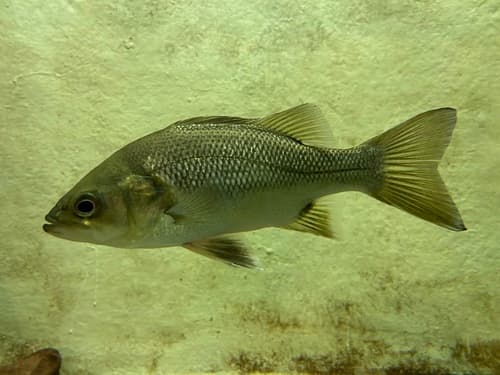 Freshwater Perch