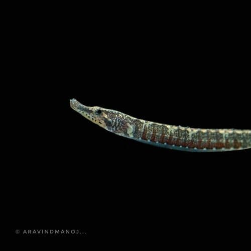 Freshwater Pipefish