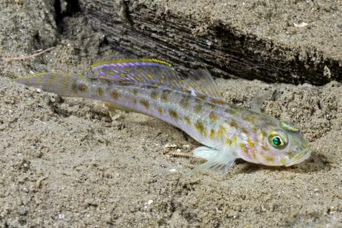 Fries' Goby
