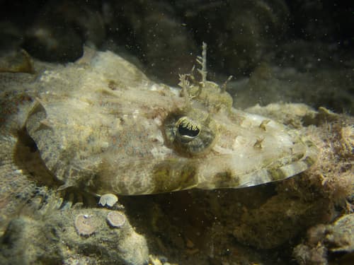 Fringe-eye Flathead