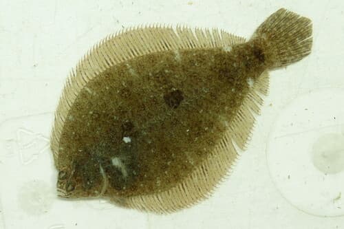 Fringed Flounder