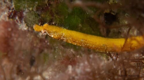Fringed Pipefish