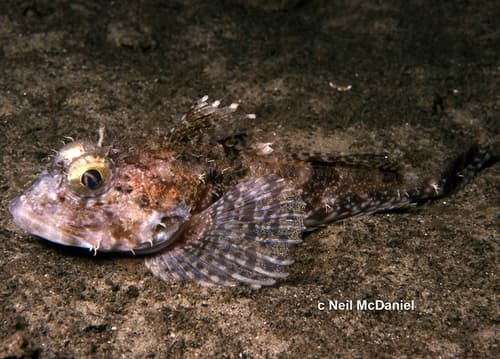 Fringed Sculpin