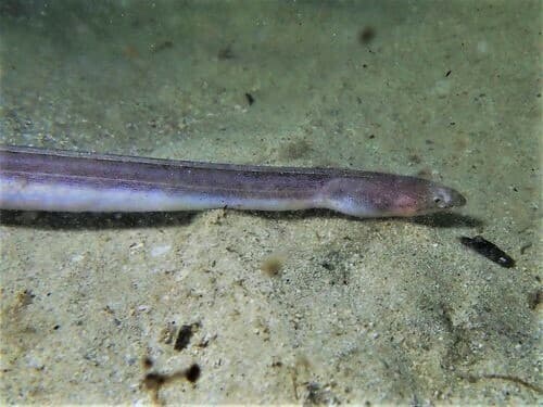 Fringelip Eel